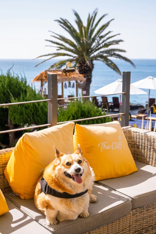 Voyager avec son chien : la magie d'un séjour dans un hôtel qui accepte les chiens